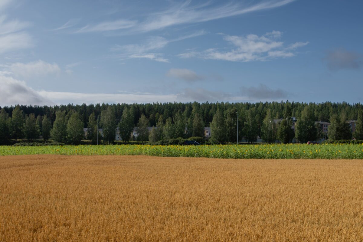 Mäkkylänrinteen asuinalue laajenee