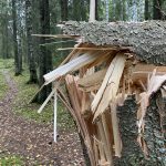 Myrsky kaatoi puun rivitalon katolle Siivikkalassa – Pelastuslaitoksella piti kiirettä Ylöjärvellä keskiviikko-iltana