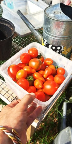 Elävässä maassa kasvaneiden tomaattien maku ja ravintoarvot ovat vertaansa vailla.