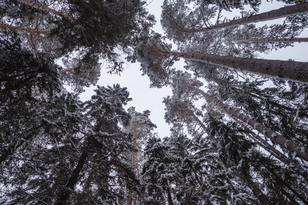 Suomen luonnonsuojeluliiton Ylöjärven yhdistys: ”Toteutettavaksi aiotut harvennushakkuut eivät täytä yleiskaavamääräyksen eikä maisematyöluvan myöntämisen perusteita”