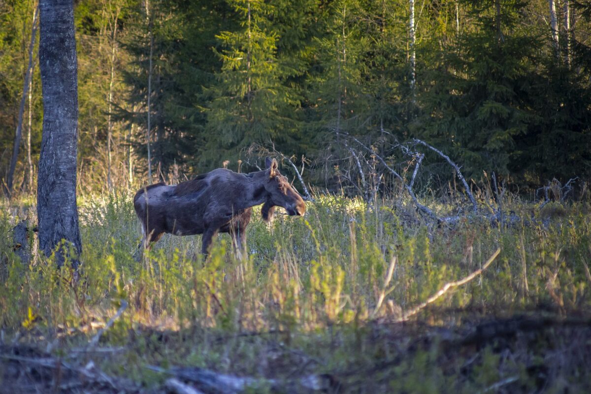 Hirvisaalis pieneni lähes 15 prosenttia Ylöjärvenkin sisältävällä Pohjois-Hämeen riistakeskusalueella