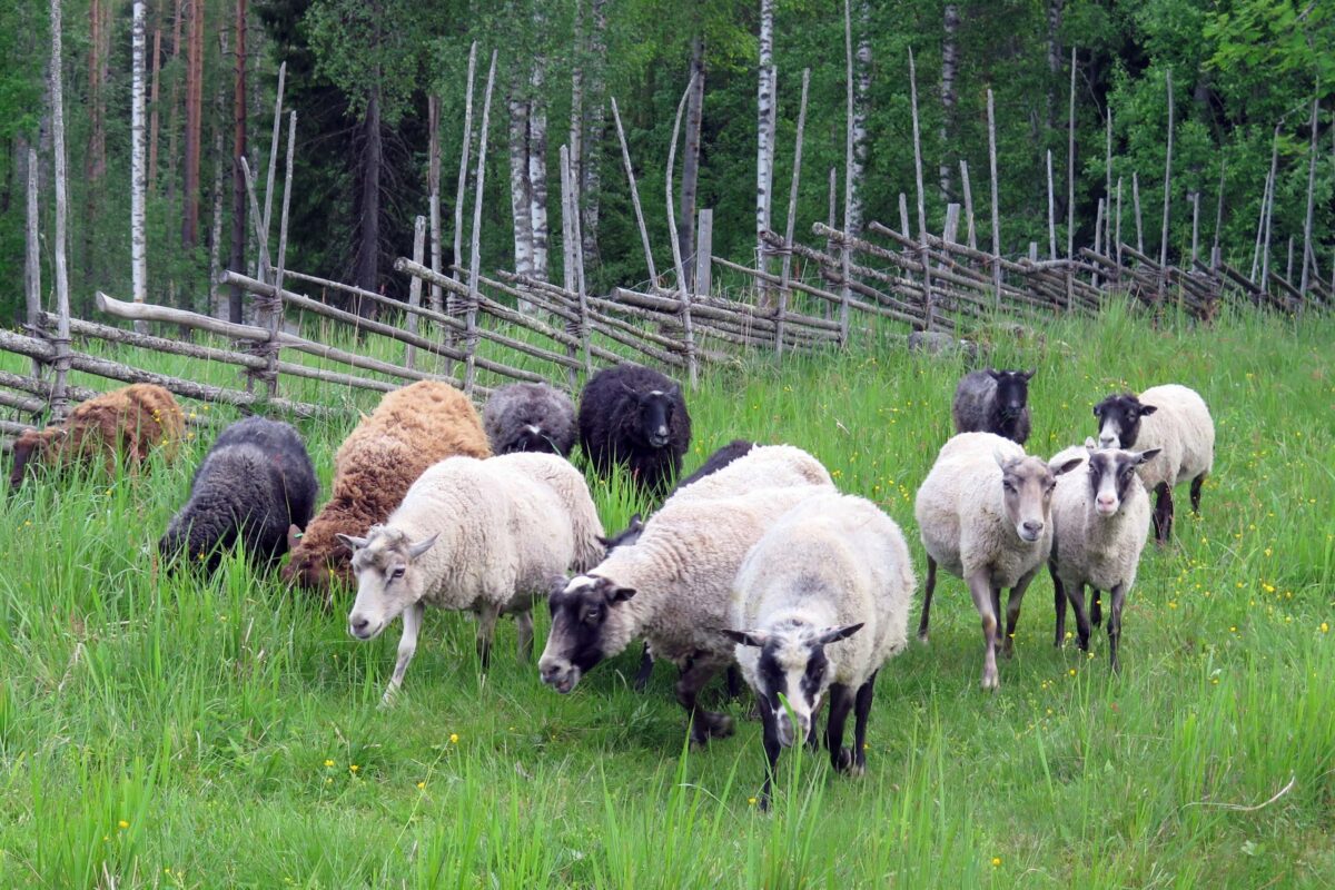 Eläinten laidunnus on ollut tärkeää luontoarvojen säilymisessä Seitsemisessä