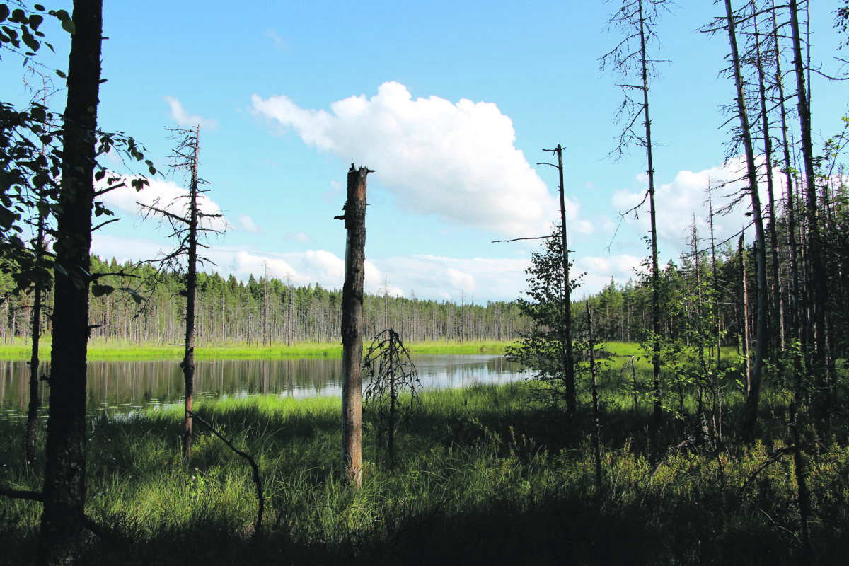 Ylöjärven kaupungin luontojalanjälki selvitettiin ensimmäistä kertaa