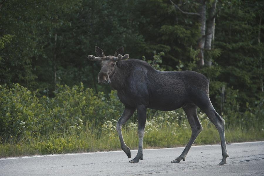 Hirvikolarin riski on nyt kasvamassa – yllättävät usein auringonnousun ja -laskun aikaan